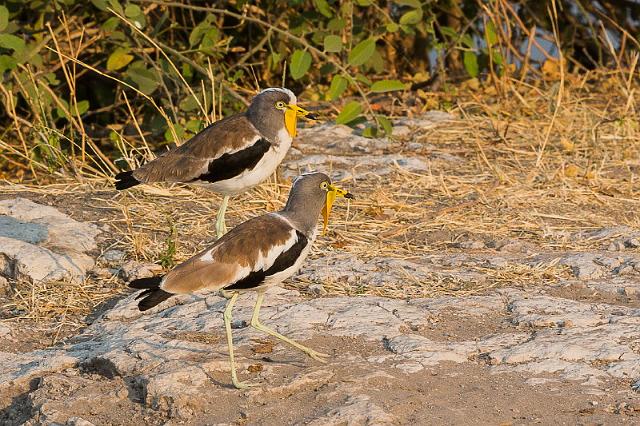 042 Botswana, Chobe NP, maskerkievit.jpg